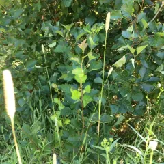 Timothy grass thumbnail 4