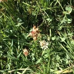 white clover thumbnail 4