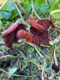 Cortinarius rufosanguineus thumbnail 1