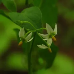 eastern black nightshade thumbnail 1