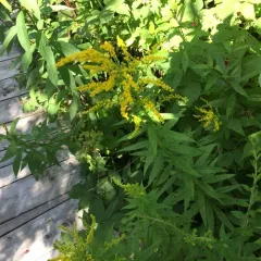 Canada goldenrod thumbnail 1