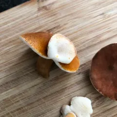 Gyroporus borealis thumbnail 3
