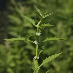 American bugleweed thumbnail 3