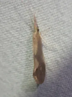 Triaenodes tardus thumbnail 4