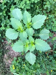 cutleaf groundcherry thumbnail 4