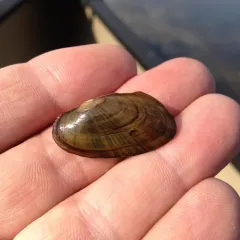 Eastern Elliptio thumbnail 3