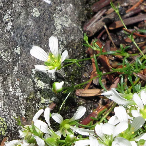 Greenland stitchwort