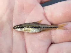 Bridle Shiner thumbnail 2