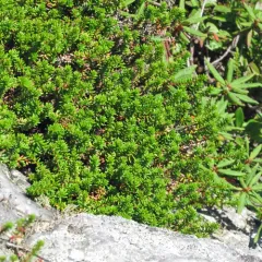 black crowberry thumbnail 2