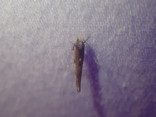 Zelleria pyri