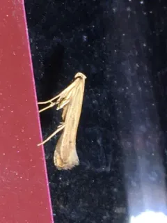Duospina trichella thumbnail 2