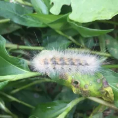 Virginian Tiger Moth thumbnail 4