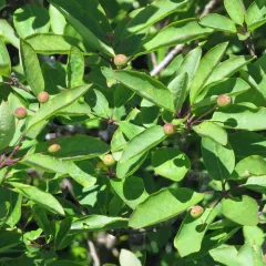 Mountain holly thumbnail 2