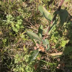 purple rattlesnake root thumbnail 4