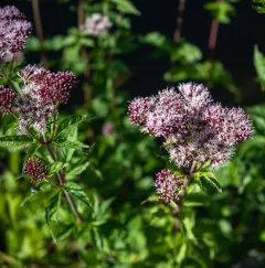 hemp agrimony thumbnail 3