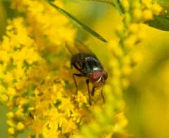 Secondary Screwworm Fly thumbnail 2