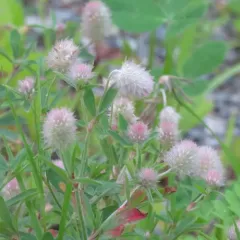 rabbitfoot clover thumbnail 2