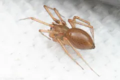 Helophora insignis thumbnail 2