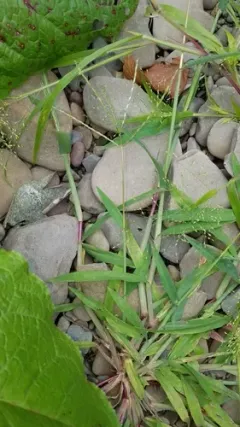 Tropical Finger-grass thumbnail 3