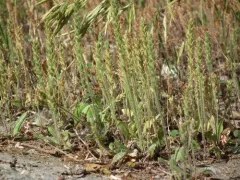 dwarf plantain thumbnail 4