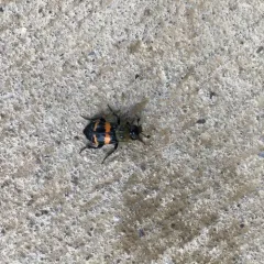 Tomentose Burying Beetle thumbnail 2