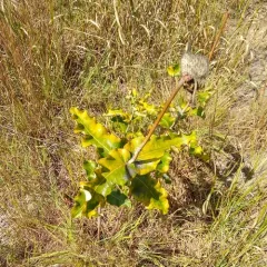 clasping milkweed thumbnail 2