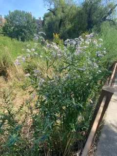 Decurrent False Aster thumbnail 3