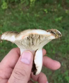 Russula dissimulans thumbnail 2
