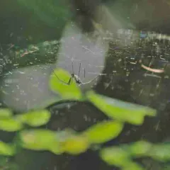 Sierra Dome Spider thumbnail 3
