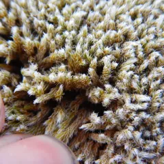 Woolly Fringe-moss thumbnail 3