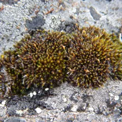North Grimmia thumbnail 4
