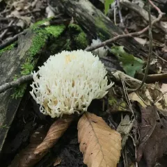 white coral fungus thumbnail 4