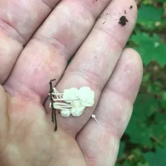 bladder stalks thumbnail 2