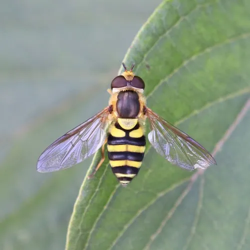 Eastern Flower Fly