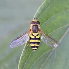 Eastern Flower Fly thumbnail 1