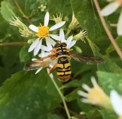 Virginia Giant Hover Fly thumbnail 2