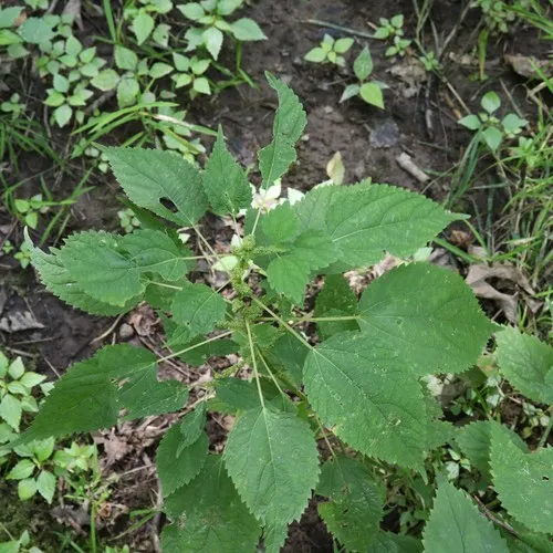 false nettle