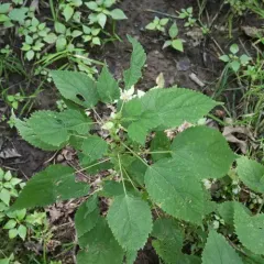 false nettle thumbnail 1