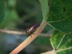 Stupid Treehopper thumbnail 1