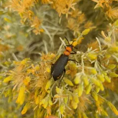Lytta vulnerata thumbnail 4