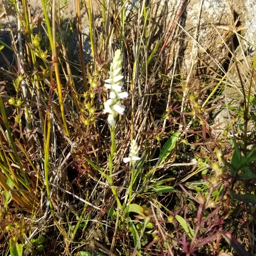 nodding ladies' tresses