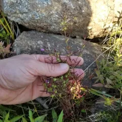 Nova Scotia False Foxglove thumbnail 3