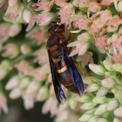 Euodynerus crypticus thumbnail 3