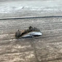 Black-rimmed Prominent thumbnail 3