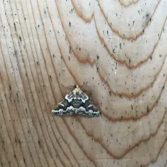 Gray Spruce Looper Moth thumbnail 4