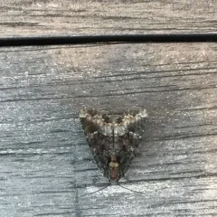 Yellow-headed Cutworm Moth thumbnail 4