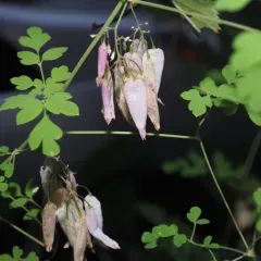 climbing fumitory thumbnail 2