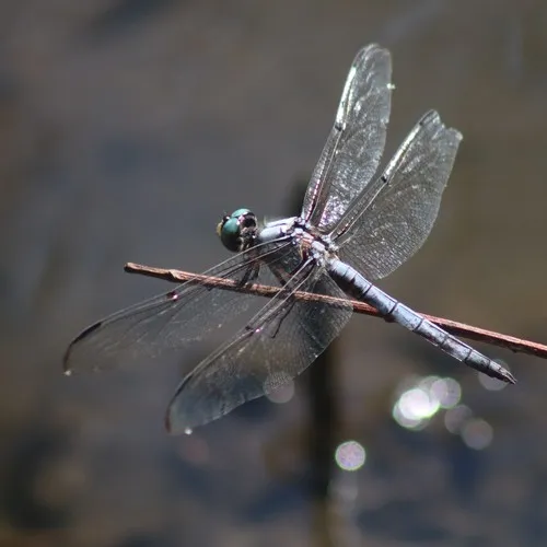 Great Blue Skimmer