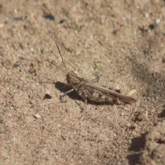 Longhorn Band-wing Grasshopper thumbnail 1