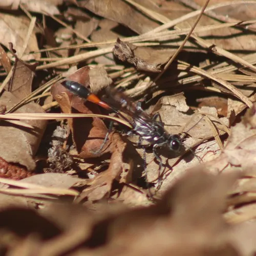 Common Thread-waisted Wasp